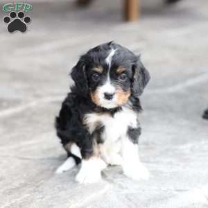Brody, Cavapoo Puppy